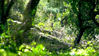 Royalty Free Stock Video Footage of Carmel forest floor shot in Israel at 4k with Red.