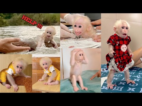 From Rescue to Goodbye: The Beautiful Story of Baby Monkey Lulu and Dad.