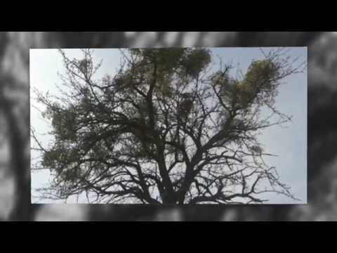 Szamo Viocha vel Gałowo