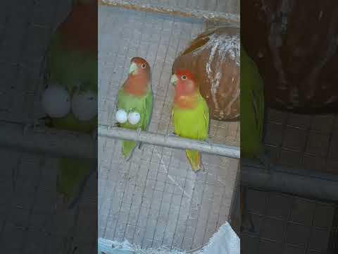 African love bird 😂🦜