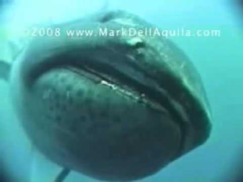 Megamouth Shark