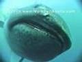 Megamouth Shark - YouTube