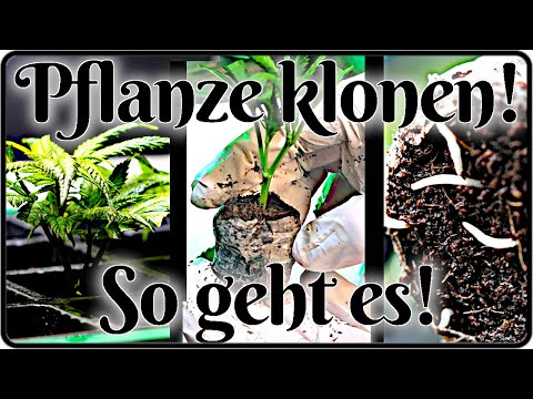 🍁HOMEGROW🍁 Pflanzen mit Stecklingen vermehren, schneiden, anwurzeln, eintopfen - Die Anleitung