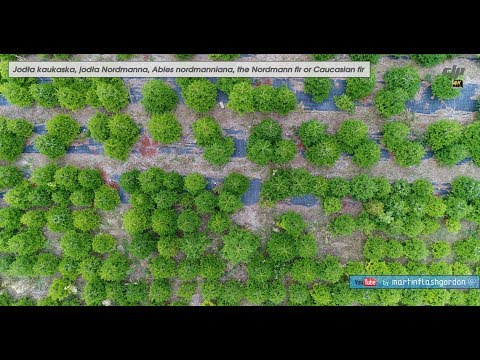 Jodła Kaukaska - plantacja 4k