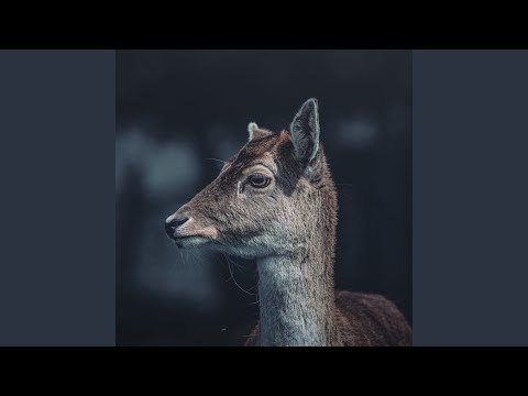 The Deer's Waltz