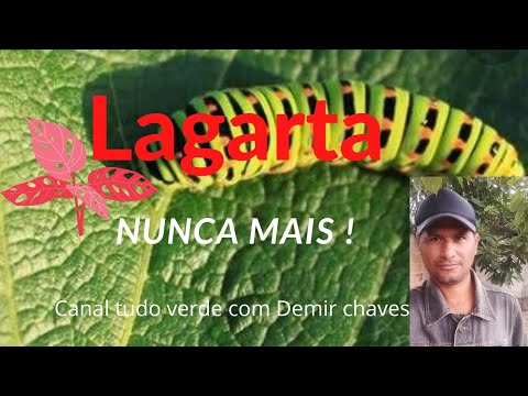 Como acaba com as lagarta de uma forma muito natural