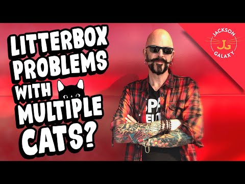 How Many Litter Boxes Do You Need For 2 or More Cats?