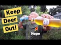 How To Keep Deer Out Of Garden Not What You Think