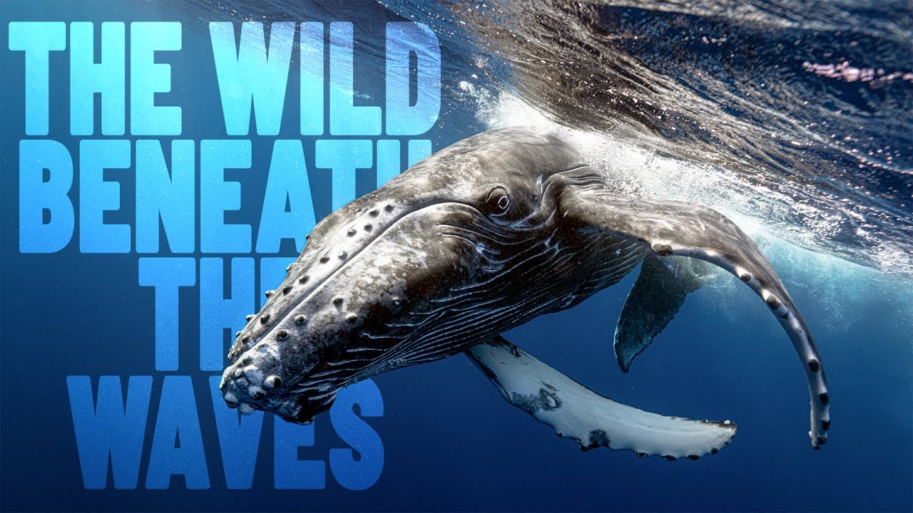 The Ocean’s Stories: Discover The Breathtaking Imagery And Science of The Blue Realm