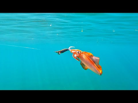 12 simple tricks to CATCH more SQUID