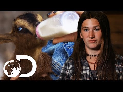 スノーバード・ブラウンは育てた動物を殺したくない｜アラスカのブッシュピープル (Snowbird Brown Doesn't Want To Kill The Animals She Raised | Alaskan Bush People)