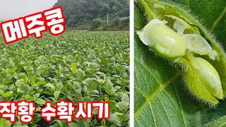 메주콩 작황 수확시기 2023년 (콩재배방법)