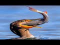Cormorant Eating Big Fish