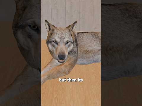 The Dog Heart Transplant Experiment 🐶