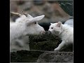 ДЕТСКИЕ ПЕСНИ + караоке(+) Упрямая коза! 