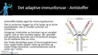 immunforsvaret