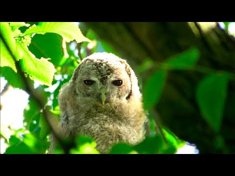 It's Time to Fledge for these Tawny Chicks | Discover Wildlife | Robert E Fuller