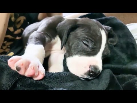 グレートデーン