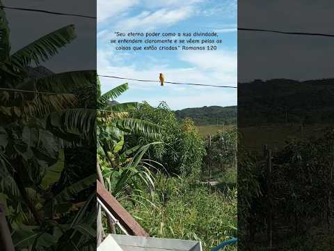 OBRAS DE DEUS | GOUVEIA/MG #gouveia #gouveiamg #cerradomineiro #minasgerais #roça #canário