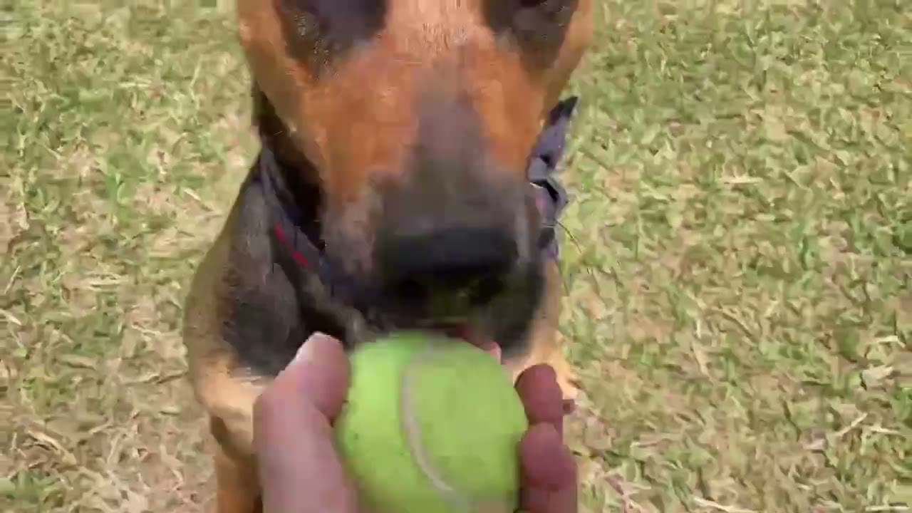 Meet Reddie a German Shepherd currently available for adoption! 4/16/2026 9:40:56 PM