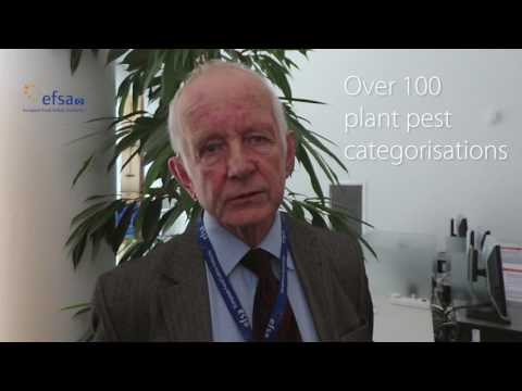 Breaking news from EFSA’s expert meetings: Plant health