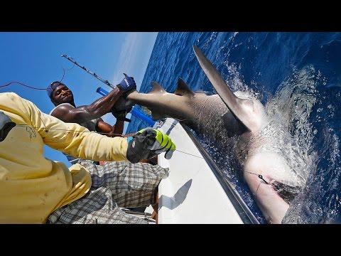 Shark Challenge with NFL Linebacker Sam Barrington - ft. Chew On This