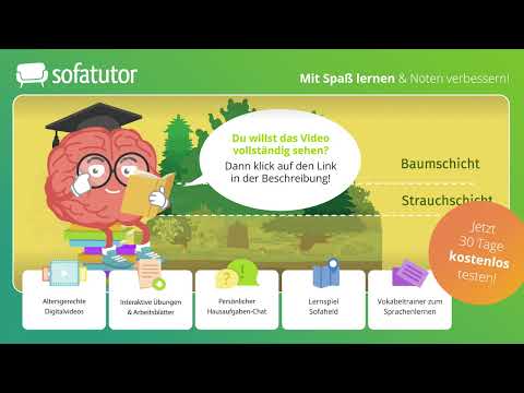 Die Stockwerke im Wald – Ökosystem Wald Definition & Gefärdung