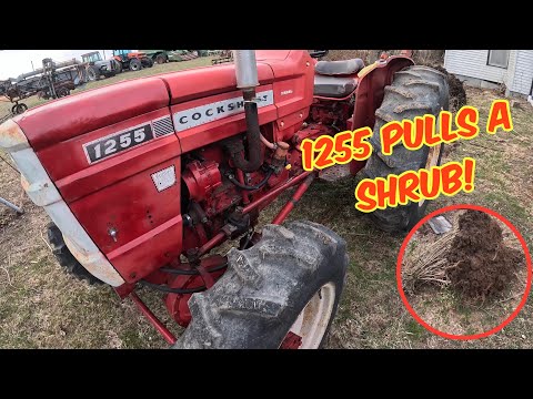 Landscaping by dummies: COCKSHUTT 1255 FWA pulls a shrub!