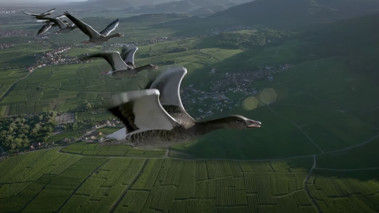 The Great Journey of Migratory Birds