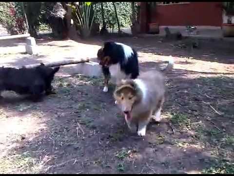 Rough Collie puppy with Scottie and Sheltie.
