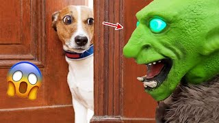 Cute Dogs??Funny Fail ops Moments Viral Clips #trending #animals #funny