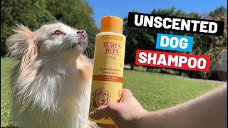 Burt’s Bees Dog Shampoo Review