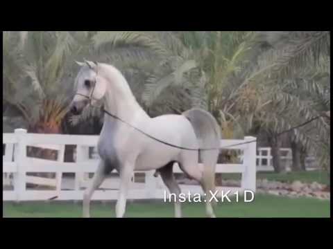 PSE Al Rakhan الفحل راكان