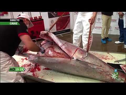 Ronqueo atún rojo de almadraba en Petaca Chico, en Andalucía Directo