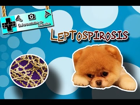 , title : 'Leptospirosis (La zoonosis que afecta el riñón) |Enfermedades de los animales|'