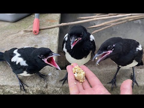 喜鵲 飼養