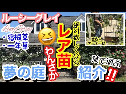 園芸 小葉ライム、ハートリーブライム