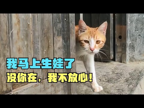 流浪貓生小貓