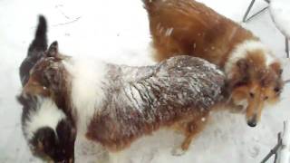 preview picture of video 'My collie clan in the snow'