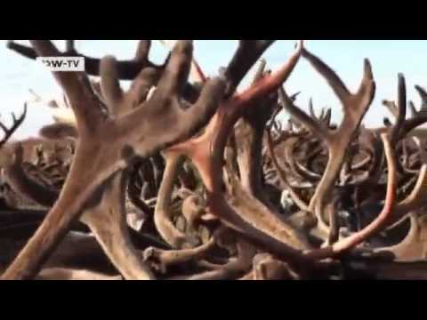 Klimawandel: Permafrostboden taut auf | Video des Tages