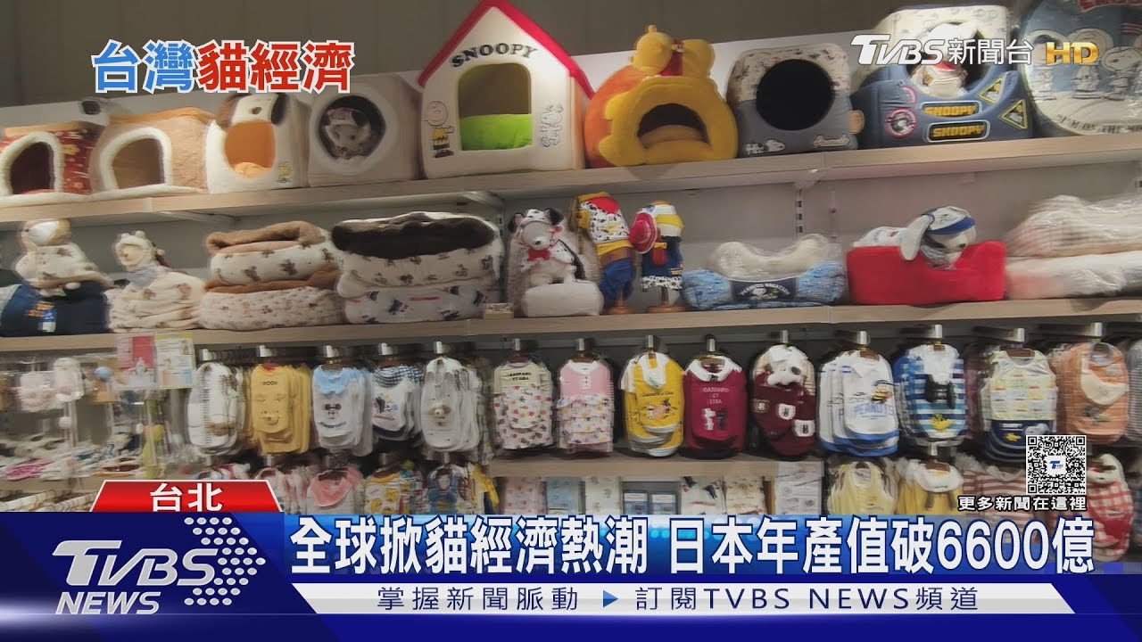 「貓奴」快速成長 貓經濟發酵 寵物餐廳推專屬套餐