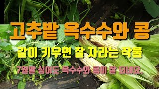 고추밭 옥수수와 콩 키우는 방법 같이 키우면 잘 자라는 작물