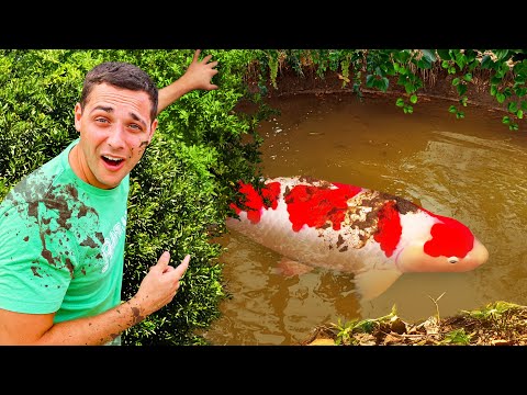 I Found Monster Fish in an Abandoned Mud Pond…