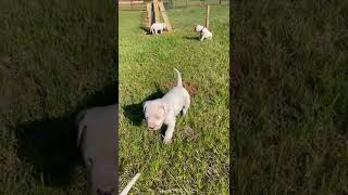Argentine Dogo Puppies Videos