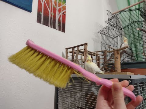 Papagáj kalitka takarítás. Takarítsunk együtt! Papagájok tartása