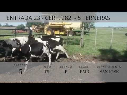 Lote 5 Terneras HOLANDO 171kg -  en Ruta 11 km 20 San jose