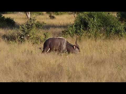 Djuma: Sights and sounds-Pt:2 - 15:54 - 05/21/20