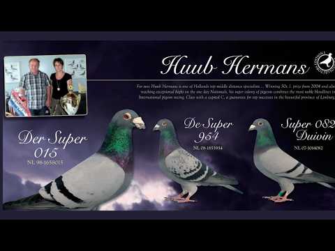 Huub Hermans Racing Pigeons 🇳🇱 | The Genetics Behind a Modern Champion Dynasty