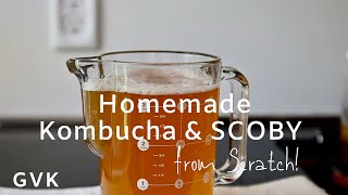 Homemade Kombucha & SCOBY from Scratch