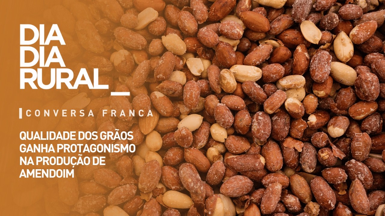 Qualidade dos grãos ganha protagonismo na produção de amendoim